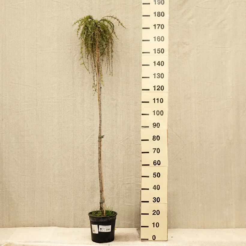 Spécimen de Larix kaempferi Stiff Weeping - Mélèze du Japon Stiff Weeping Pot de 6L/7L, Tige tel que livré en été