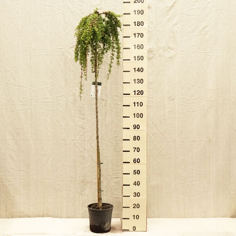 Spécimen de Larix kaempferi Stiff Weeping - Mélèze du Japon Stiff Weeping Pot de 6L/7L Tige tel que livré au printemps