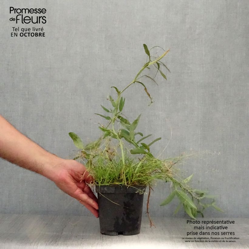 Spécimen de Lathyrus latifolius Pink Pearl Pot de 2L/3L tel que livré en automne