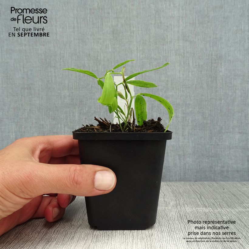 Spécimen de Lathyrus latifolius Red Pearl - Gesse à larges feuilles Godet de 8/9 cm tel que livré en été