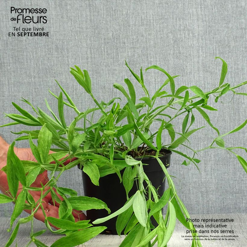 Spécimen de Lathyrus latifolius White Pearl  Pot de 2L/3L tel que livré en été