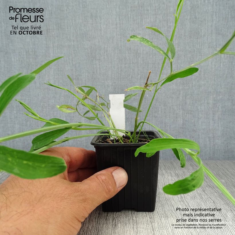 Spécimen de Lathyrus latifolius White Pearl  Godet de 8/9 cm tel que livré en automne