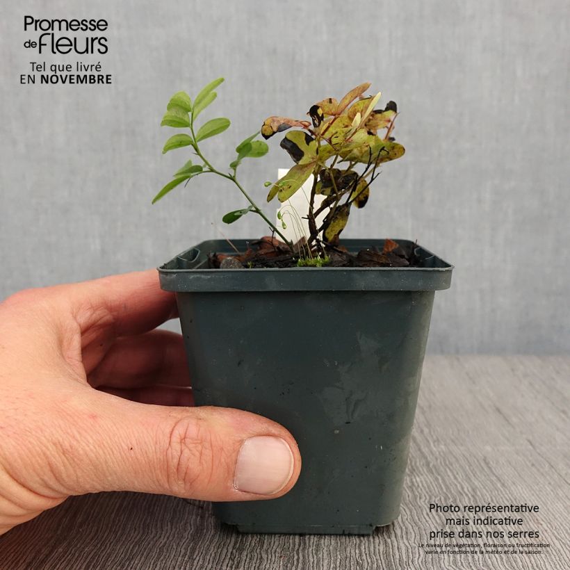 Spécimen de Lathyrus niger -  Pois vivace Godet de 8/9 cm tel que livré en automne