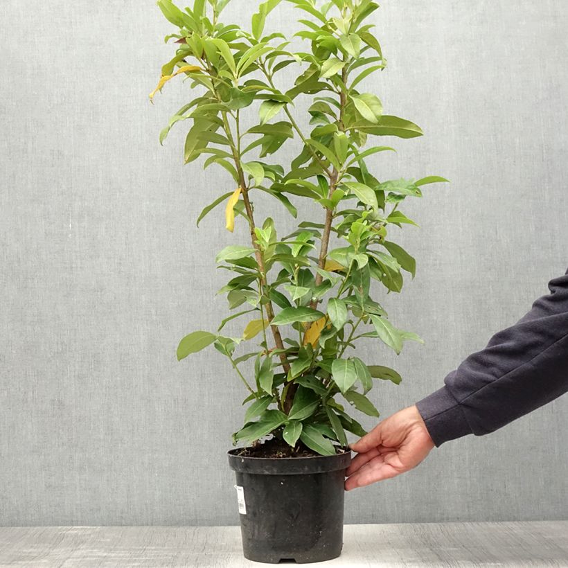 Spécimen de Laurier Cerise Genolia, Prunus laurocerasus Genolia, Laurière Genolia Pot de 3L/4L tel que livré en été