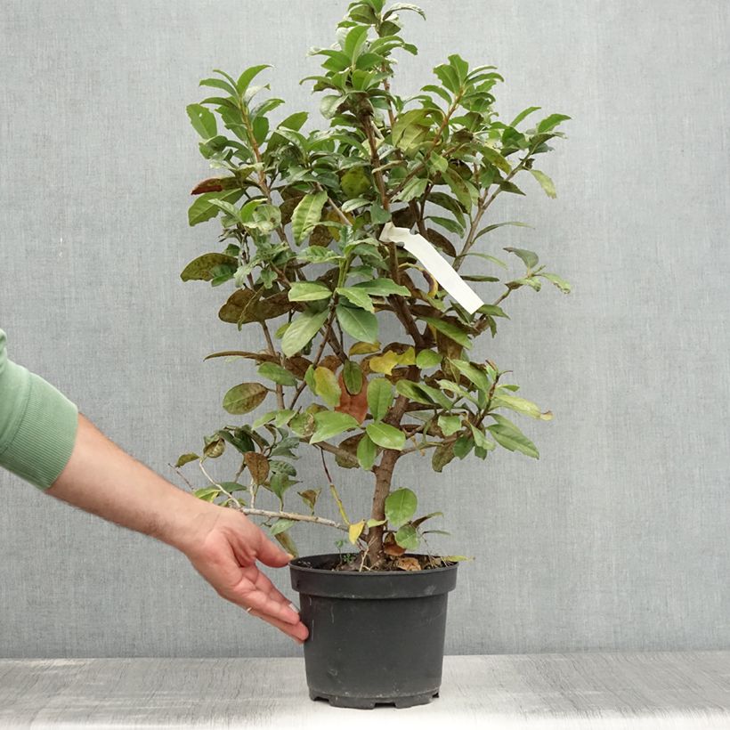 Spécimen de Laurier cerise - Prunus laurocerasus Ani Pot de 3L/4L tel que livré en été