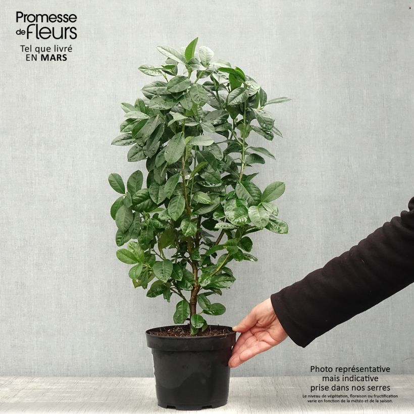 Spécimen de Laurier cerise - Prunus laurocerasus Ani - Pot de 3L/4L tel que livré au printemps
