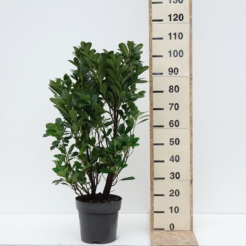 Spécimen de Laurier cerise - Prunus laurocerasus Bonaparte - Pot de 7,5L/10L tel que livré en hiver