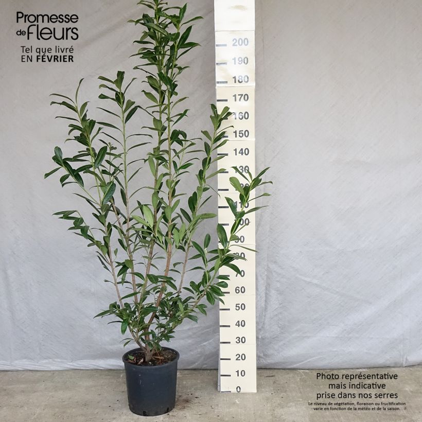 Spécimen de Laurier cerise -  Prunus laurocerasus Caucasica - Laurier Palme - Laurier du Caucase Pot de 18L/20LHauteur livrée env. 180/220cm tel que livré au printemps