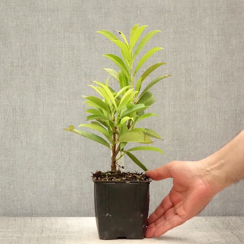 Spécimen de Laurier cerise -  Prunus laurocerasus Caucasica - Laurier Palme - Laurier du Caucase Pot de 1L/1,5L tel que livré en été