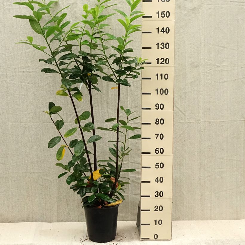 Spécimen de Laurier cerise -  Prunus laurocerasus Caucasica - Laurier Palme - Laurier du Caucase Pot de 7,5L/10L tel que livré en été