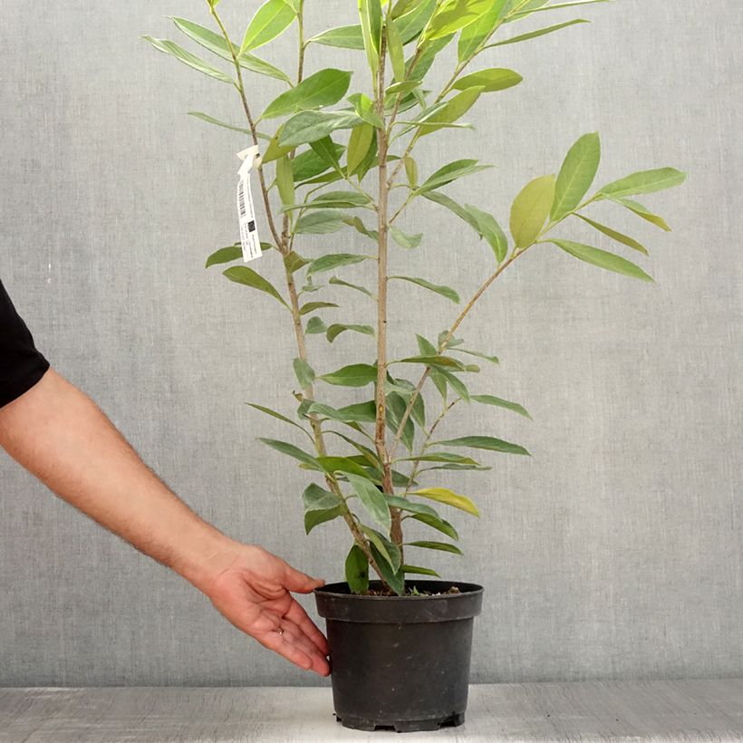 Spécimen de Laurier cerise -  Prunus laurocerasus Caucasica - Laurier Palme - Laurier du Caucase Pot de 3L/4L tel que livré en été