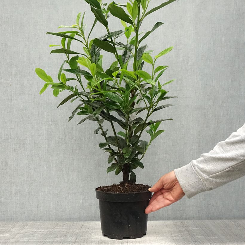 Spécimen de Laurier cerise - Prunus laurocerasus Elly Pot de 3L/4L tel que livré au printemps