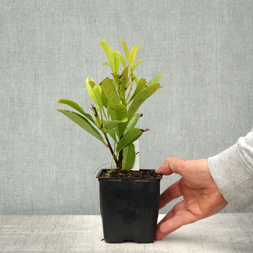 Spécimen de Laurier Cerise - Prunus laurocerasus Fontanettes Godet de 9cm tel que livré au printemps