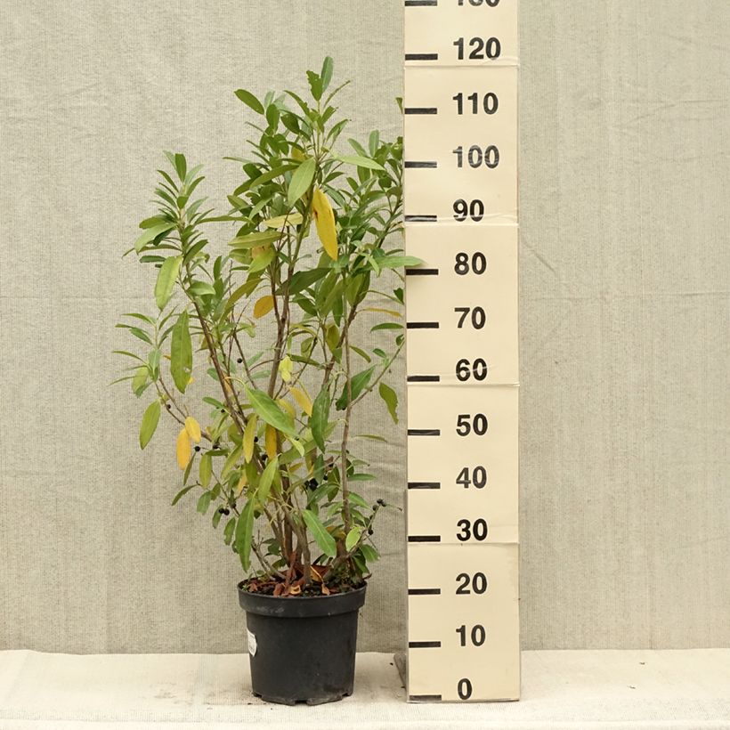 Spécimen de Laurier cerise - Prunus laurocerasus Herbergii Pot de 7,5L/10L tel que livré en été