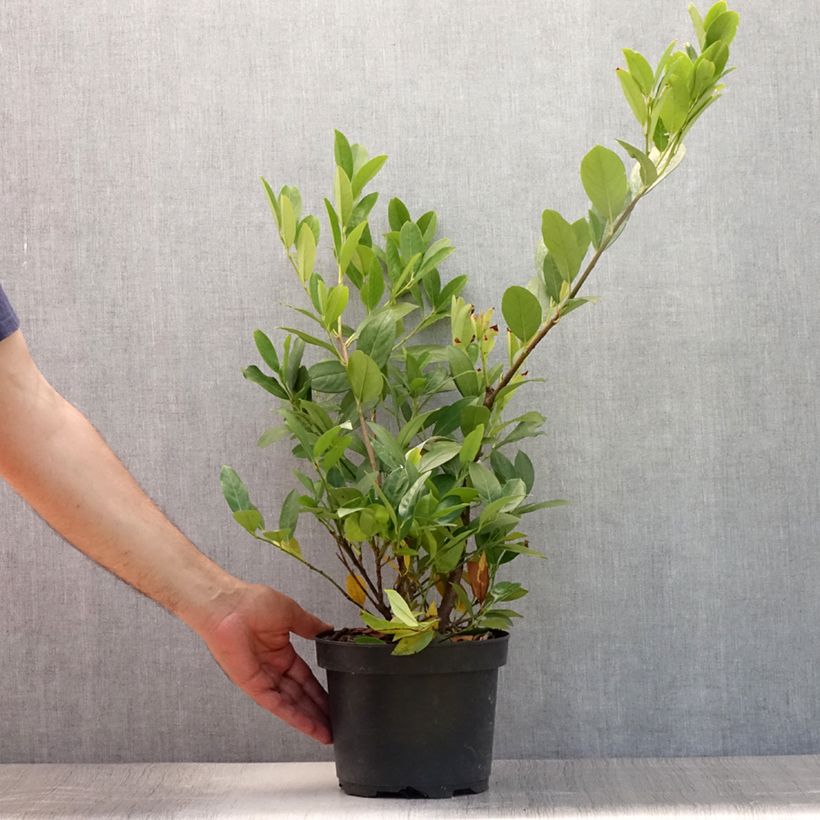 Spécimen de Laurier Cerise - Prunus laurocerasus Mano Pot de 3L/4L tel que livré en été