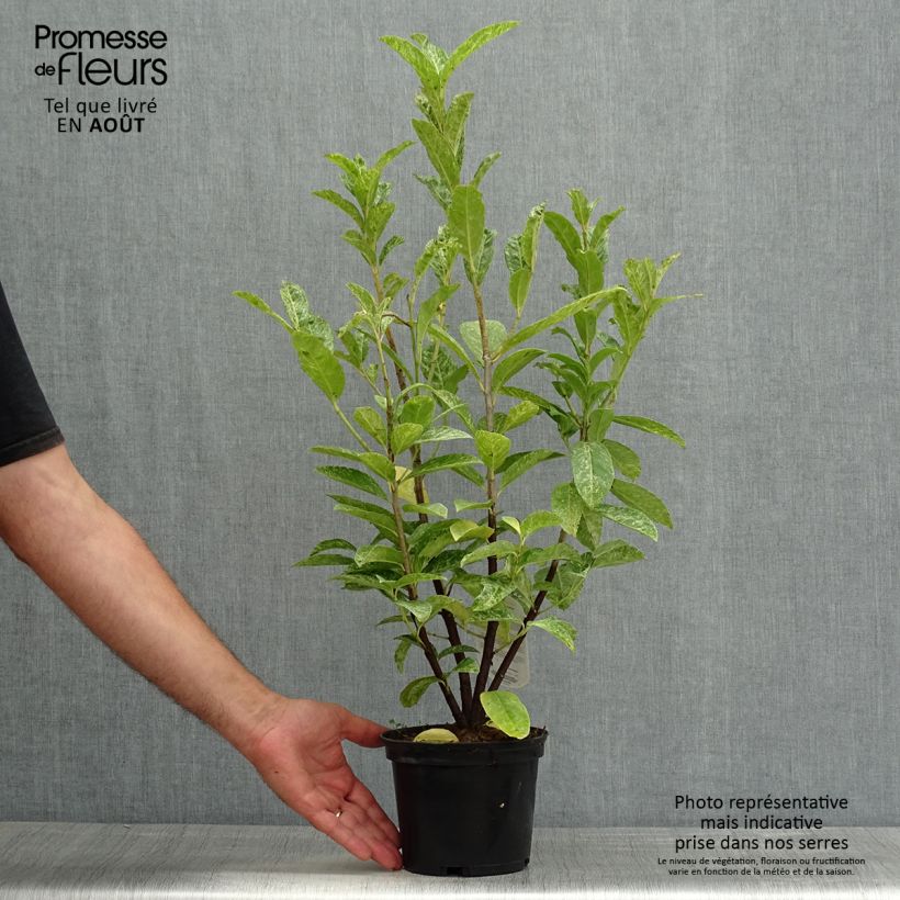 Spécimen de Laurier cerise - Prunus laurocerasus Marbled White Pot de 2L/3L tel que livré en été