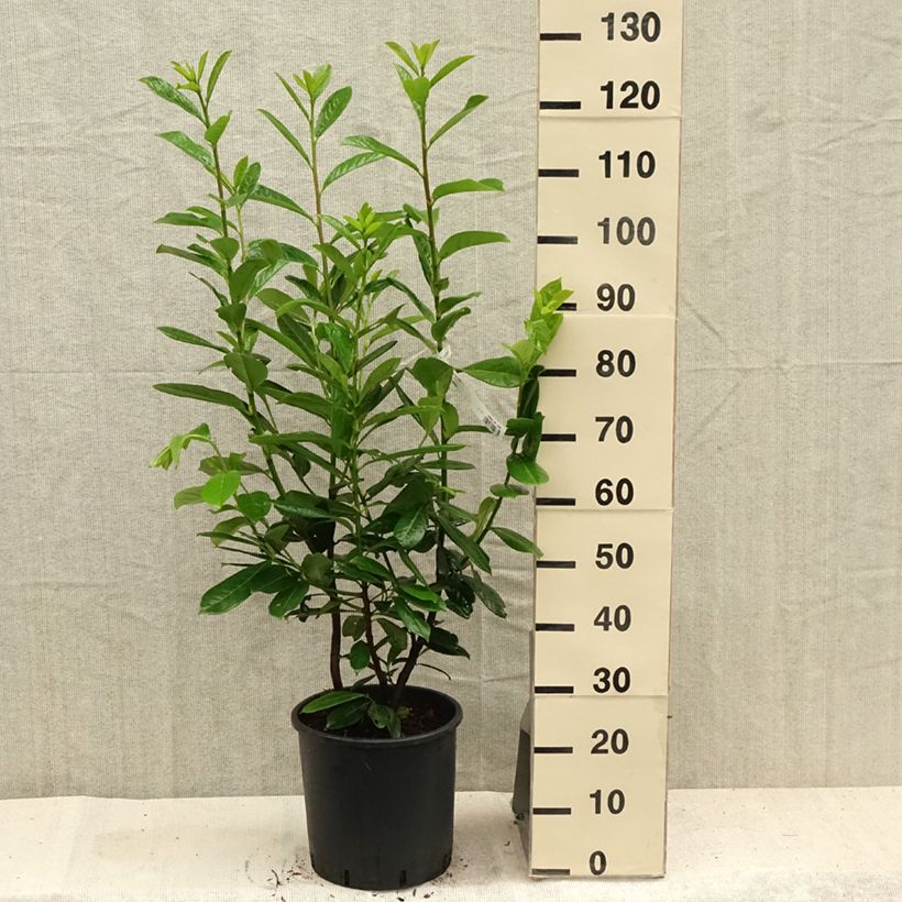 Spécimen de Laurier cerise - Prunus laurocerasus Novita Pot de 7,5L/10L tel que livré en été