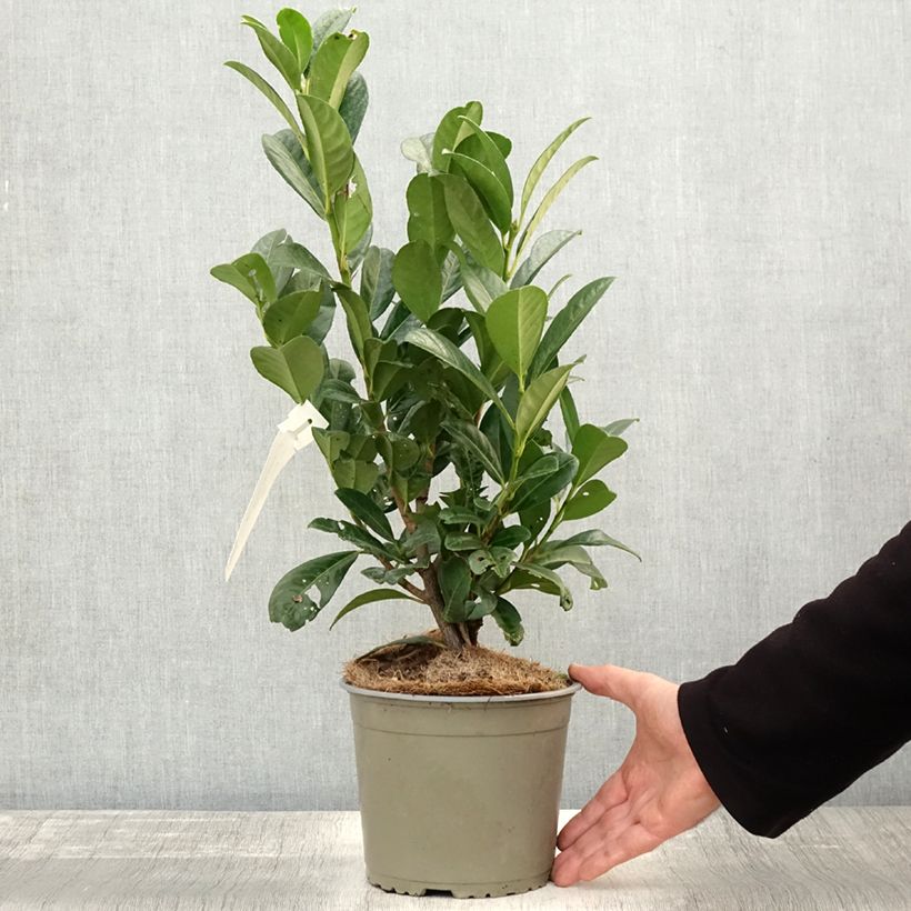 Spécimen de Laurier cerise - Prunus laurocerasus Obelisk Pot de 2L/3L tel que livré en automne