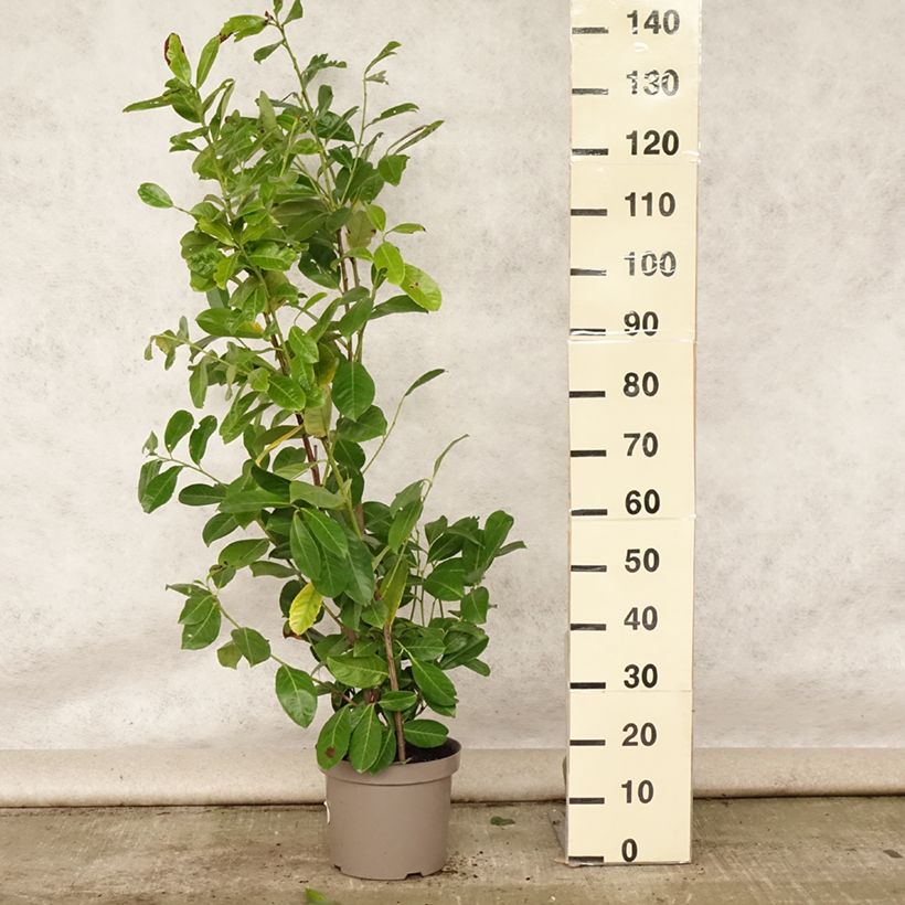 Spécimen de Laurier cerise - Prunus laurocerasus Rotundifolia Pot de 7,5L/10L tel que livré en été