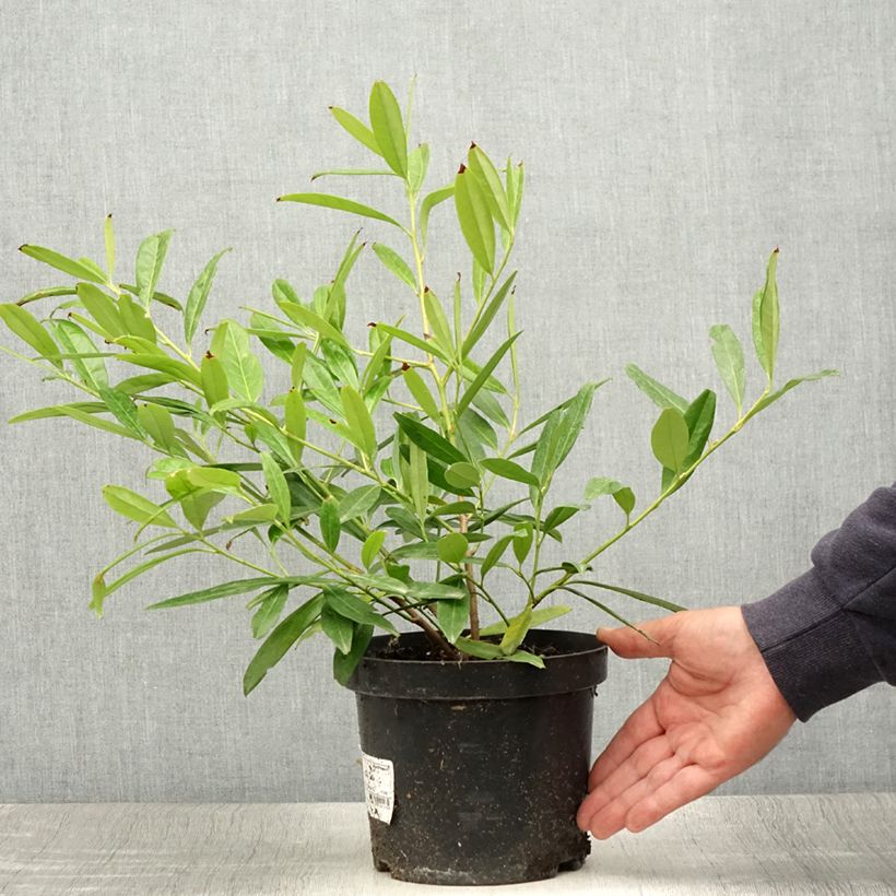 Spécimen de Laurier Cerise Zabeliana - Prunus laurocerasus Pot de 2L/3L tel que livré en été
