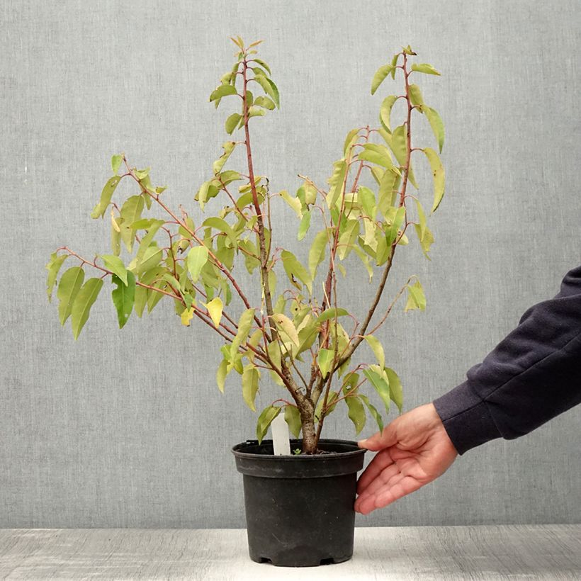 Spécimen de Laurier du Portugal panaché - Prunus lusitanica Variegata Pot de 3L/4L tel que livré en été