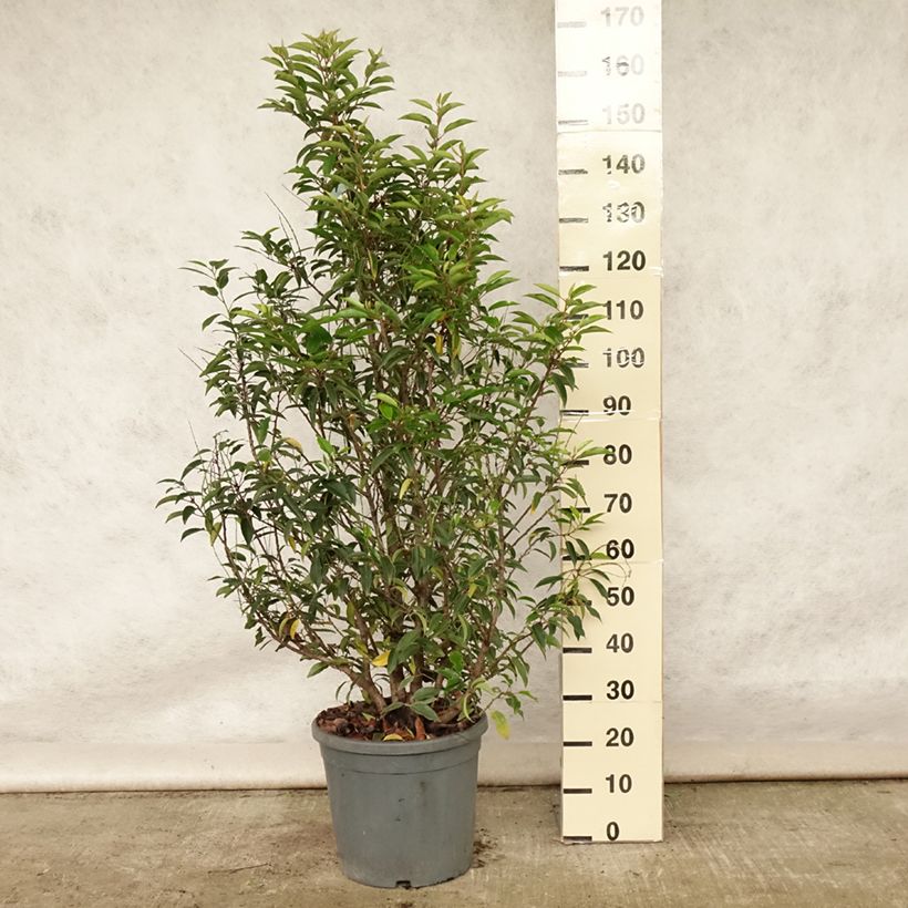 Spécimen de Laurier du Portugal - Prunus lusitanica Pot de 7,5L/10L tel que livré en été
