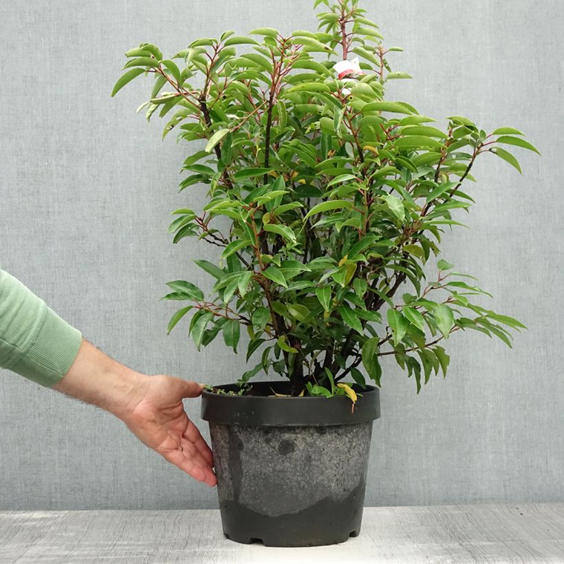 Spécimen de Laurier du Portugal, Prunus lusitanica Angustifolia  Pot de 7,5L/10L tel que livré en été