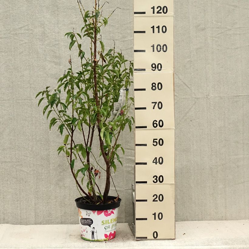 Spécimen de Laurier du Portugal - Prunus lusitanica Myrtifolia Pot de 6L/7L tel que livré en été