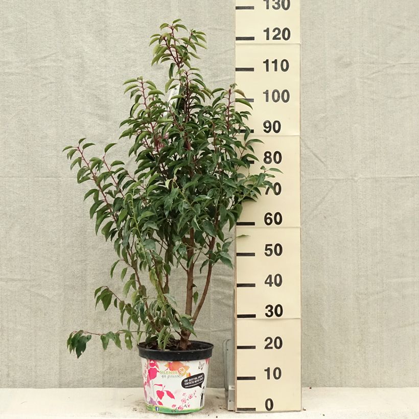 Spécimen de Laurier du Portugal - Prunus lusitanica Myrtifolia en pot de 6L/7L tel que livré au printemps