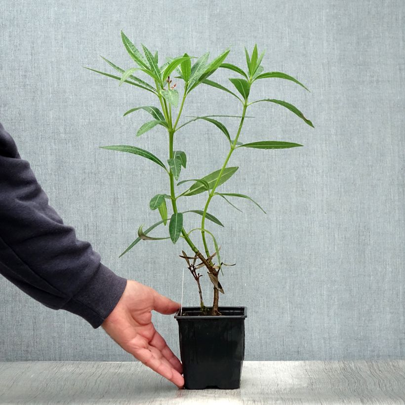 Spécimen de Laurier rose Caro - Nerium oleander Pot de 10 cm/11cm tel que livré en été