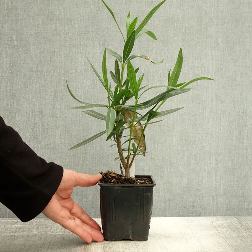 Spécimen de Laurier rose Docteur Ragioneri - Nerium oleander Pot de 10 cm/11cm tel que livré en automne