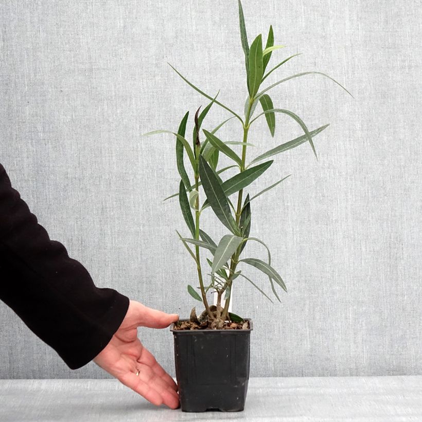 Spécimen de Laurier rose Docteur Ragioneri - Nerium oleander - Pot de 10 cm/11cm tel que livré en hiver