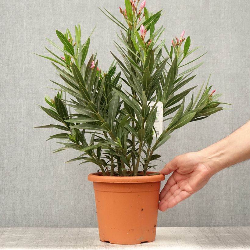 Spécimen de Laurier rose Emilie - Nerium oleander Pot de 3L/4L, Touffe tel que livré en été
