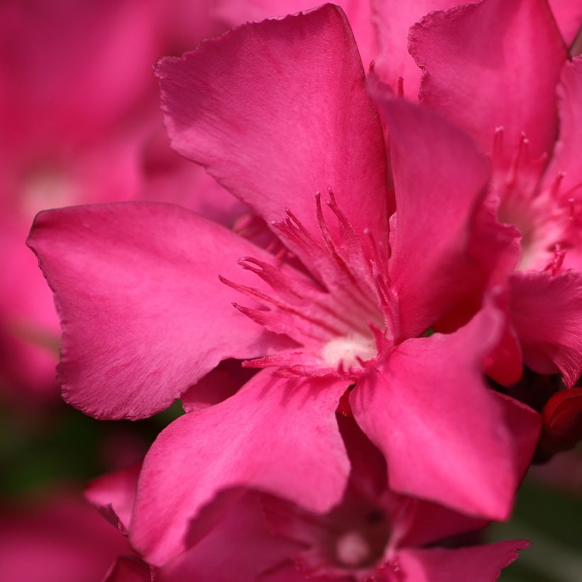 Laurier rose Italia - Nerium oleander (Floraison)