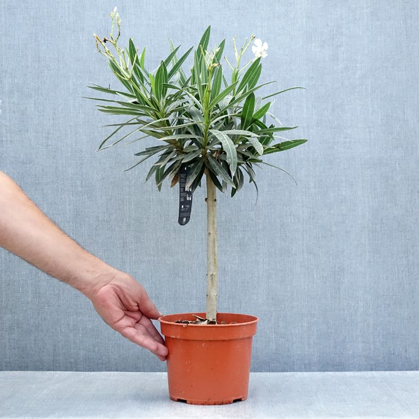 Spécimen de Laurier rose - Nerium oleander Blanc Pot de 2L/3L, Tigette tel que livré en été