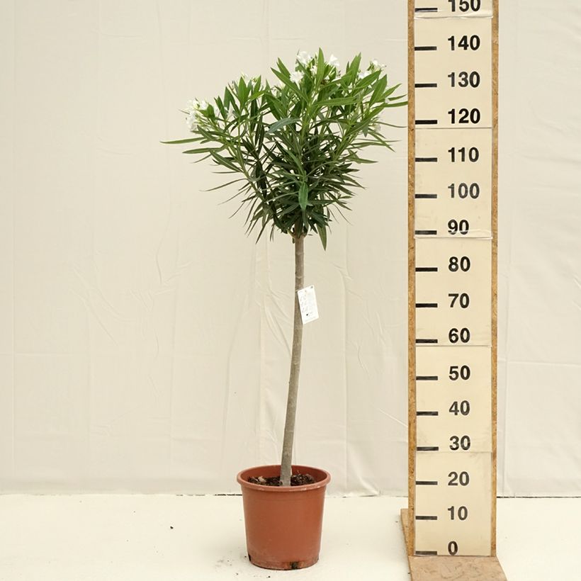 Spécimen de Laurier rose - Nerium oleander Blanc Pot de 7,5L/10L, Quart de tige tel que livré au printemps
