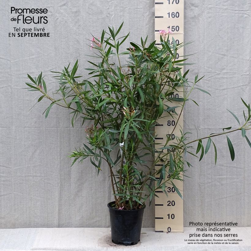 Spécimen de Laurier rose - Nerium oleander Rose Pot de 6L/7L tel que livré en automne