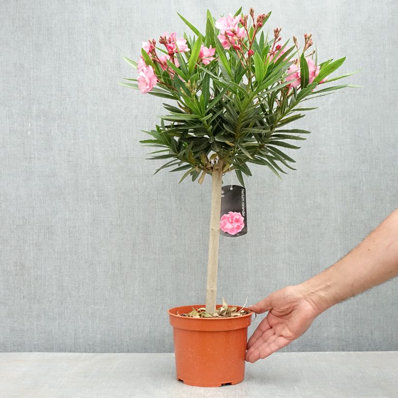 Spécimen de Laurier rose - Nerium oleander Rose Pot de 2L/3L, Tigette tel que livré au printemps