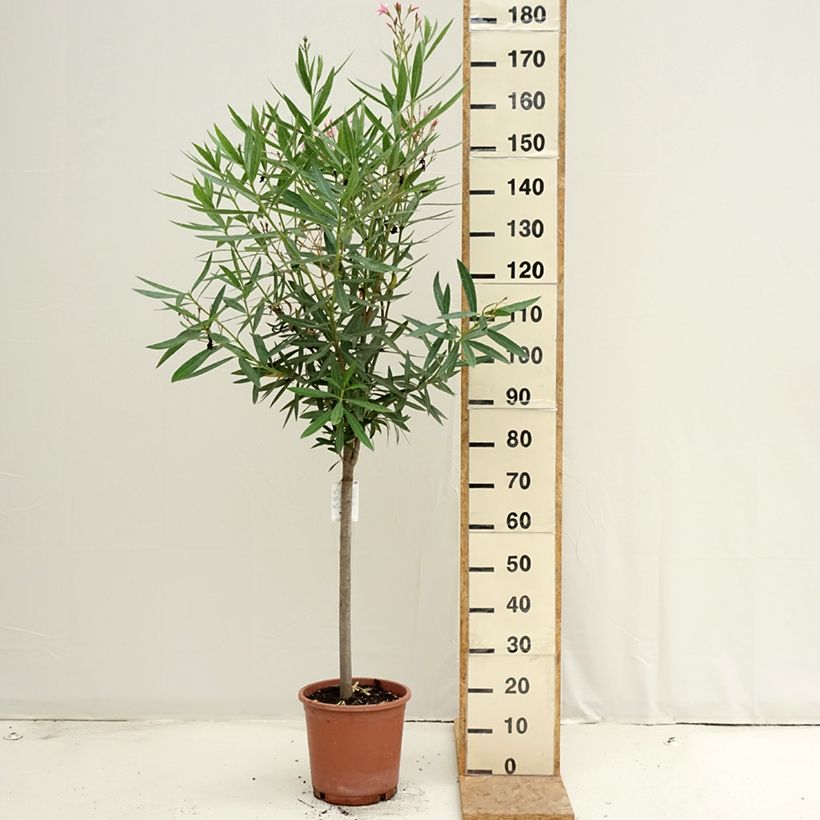 Spécimen de Laurier rose - Nerium oleander Rose Pot de 7,5L/10L, Quart de tige tel que livré en été