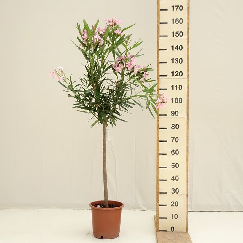 Spécimen de Laurier rose - Nerium oleander Rose Pot de 7,5L/10L, Quart de tige tel que livré au printemps