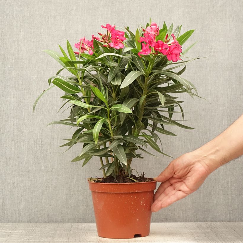 Spécimen de Laurier rose - Nerium oleander Rouge Double Pot de 2L/3L, Touffe 3/4 branches tel que livré en été