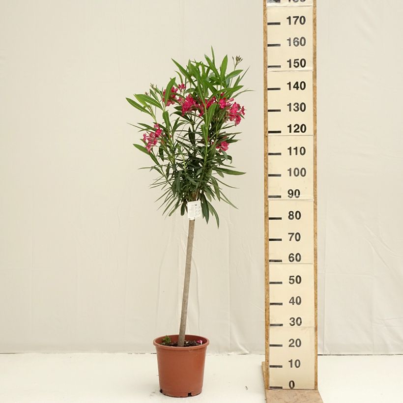 Spécimen de Laurier rose - Nerium oleander Rouge Simple Pot de 2L/3L, Tigette tel que livré au printemps