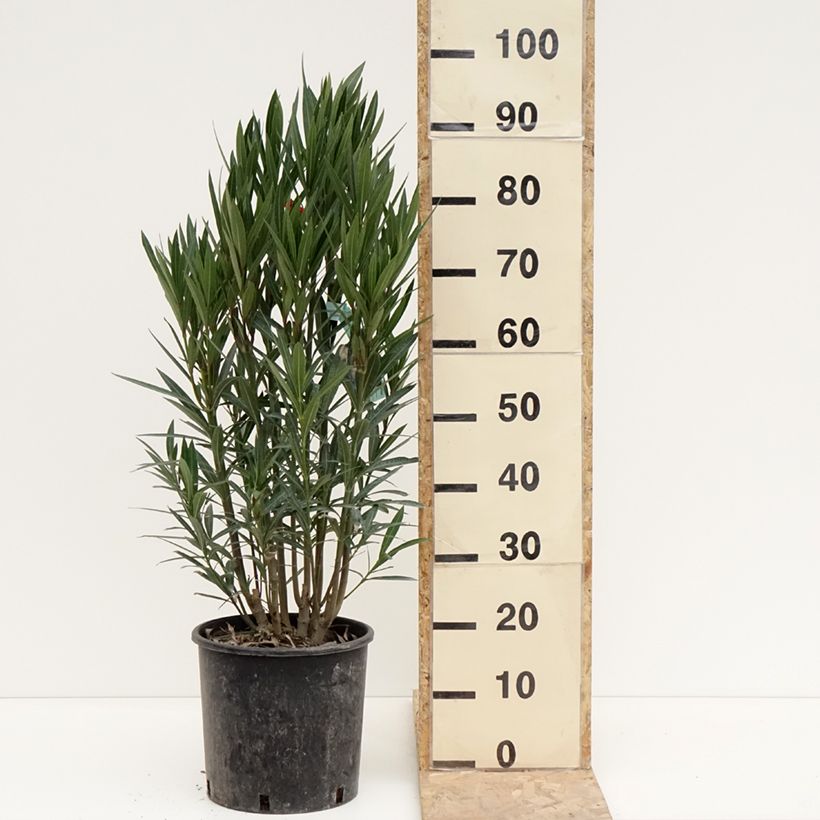 Spécimen de Laurier rose - Nerium oleander Rouge Simple Pot de 6L/7LHauteur livrée env. 60/80cm tel que livré en hiver