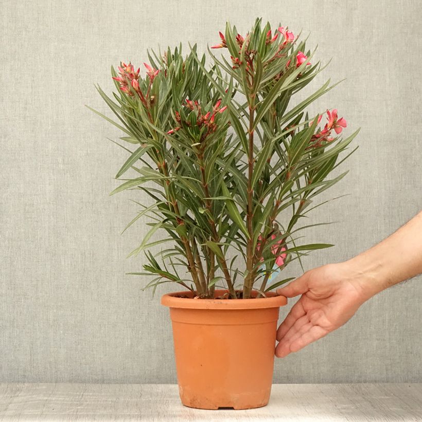 Spécimen de Laurier rose Papa Gambetta - Nerium oleander Pot de 2L/3L, Touffe tel que livré en été