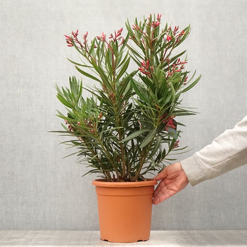 Spécimen de Laurier rose Papa Gambetta - Nerium oleander Pot de 4L/5L tel que livré en été