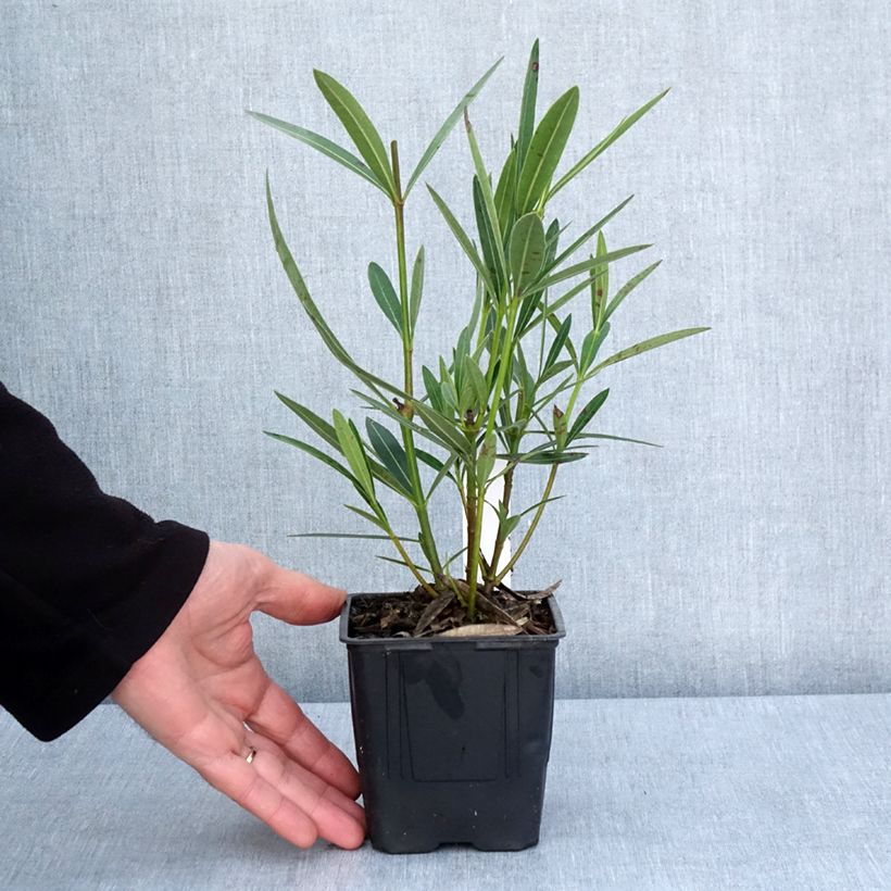 Spécimen de Laurier rose Scarlet Beauty -Nerium oleander - Pot de 10 cm/11cm tel que livré au printemps