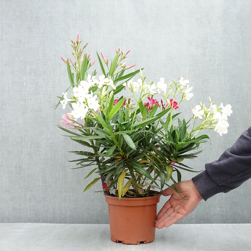 Spécimen de Laurier rose Tricolor - Nerium oleander Pot de 3L/4L tel que livré au printemps