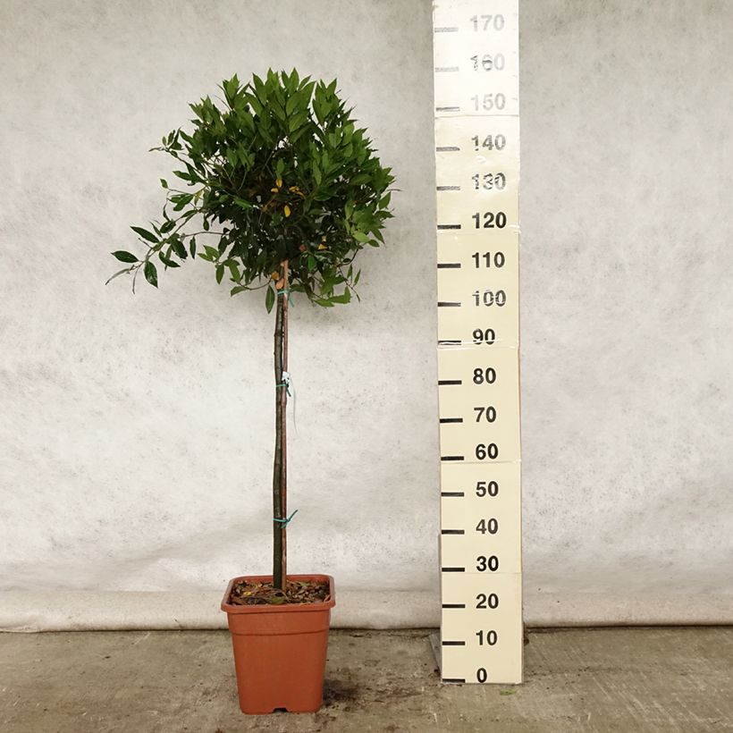 Spécimen de Laurier sauce - Laurus nobilis  Pot de 12L/15L, Demi-tige Boule 30/40 cm tel que livré en été