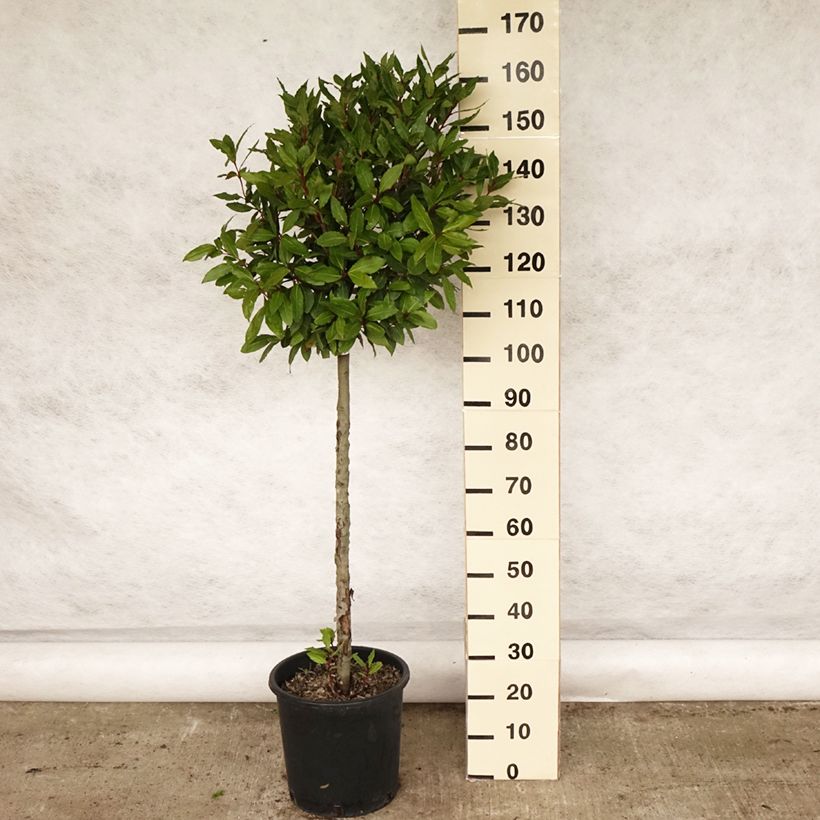 Spécimen de Laurier sauce - Laurus nobilis  Pot de 12L/15L, Demi-tige Boule 30/40 cmHauteur livrée env. 100/125cm tel que livré au printemps