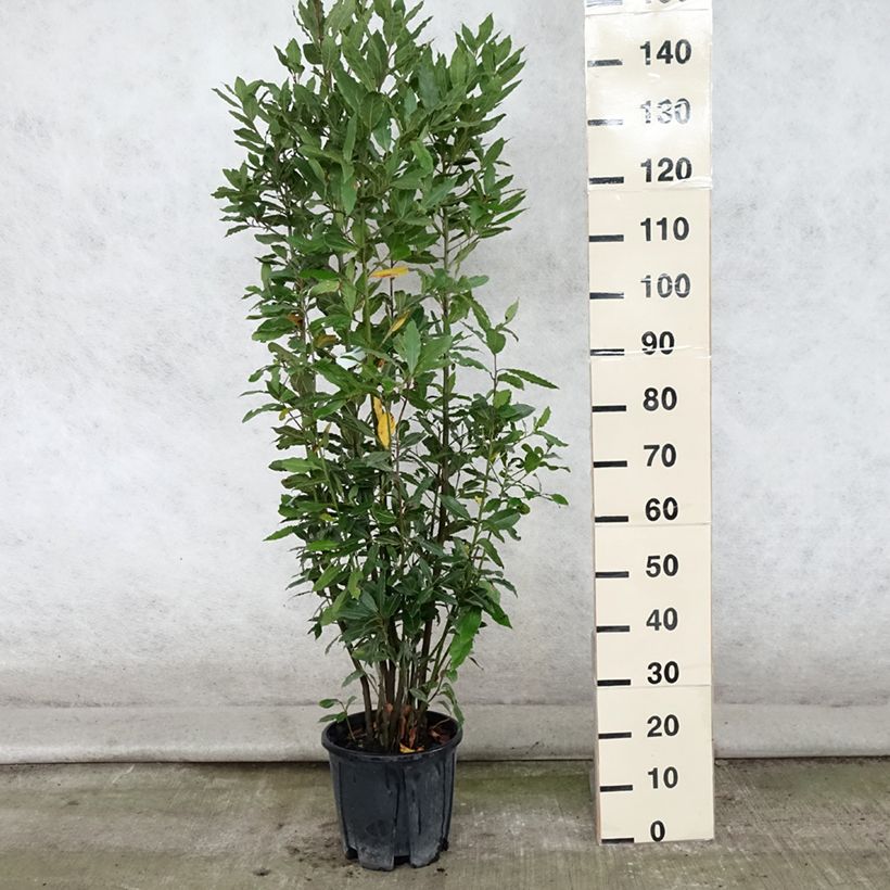Spécimen de Laurier sauce - Laurus nobilis  Pot de 7,5L/10L tel que livré en été